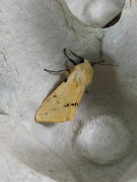 Spilarctia lutea - sárgás medvelepke