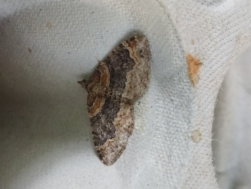 Xanthorhoe ferrugata - kerti tarkaaraszoló