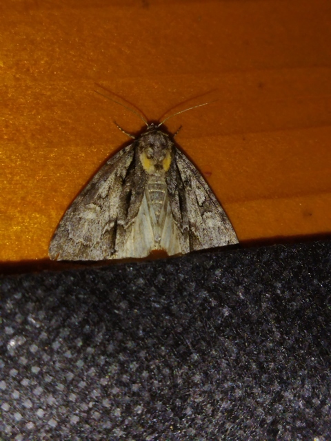Acronicta strigosa - kis szigonyosbagoly