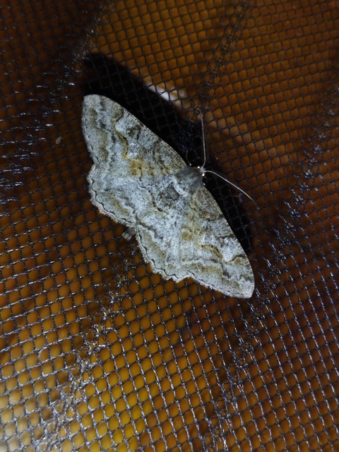 Alcis repandata - foltos faaraszoló