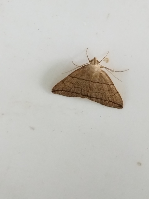 Herminia grisealis - ligeti karcsúbagoly
