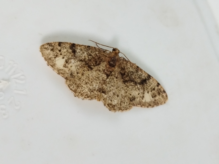 Parectropis similaria - barna zuzmóaraszoló