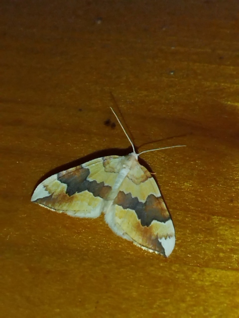 Cidaria fulvata - rózsaaraszoló