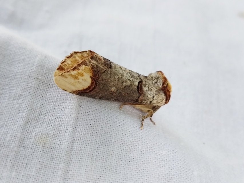 Phalera bucephala - sárgafoltos púposszövő