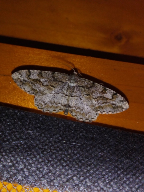 Alcis repandata - foltos faaraszoló