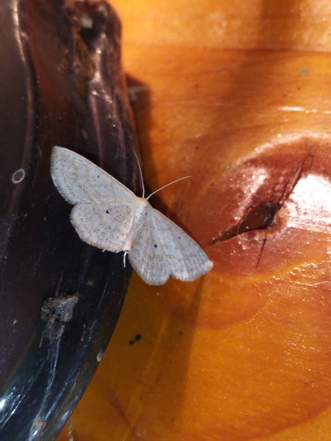 Scopula immutata - réti fehéraraszoló