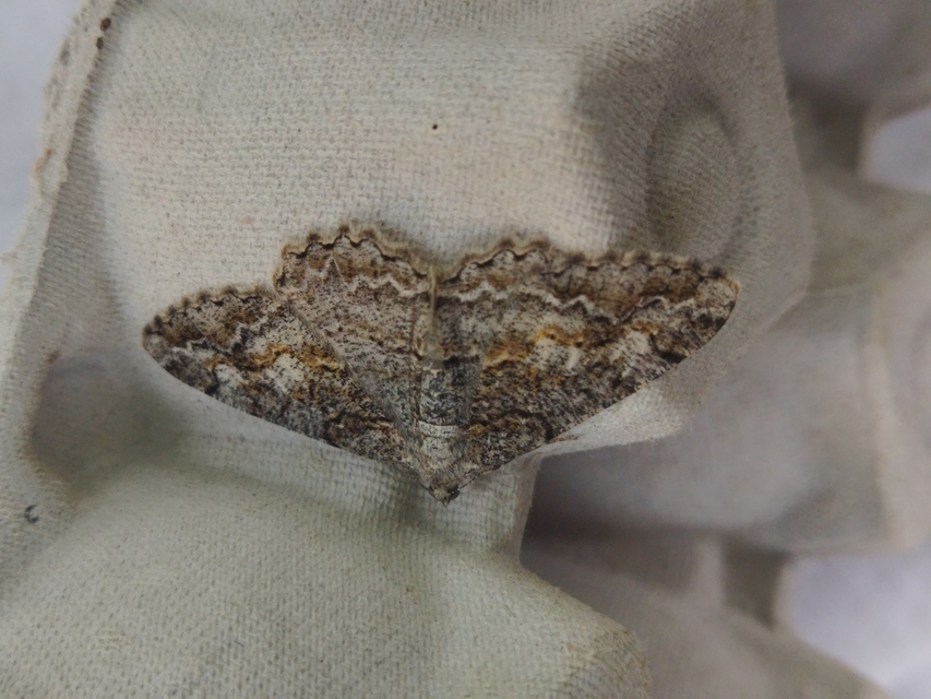 Alcis repandata - foltos faaraszoló