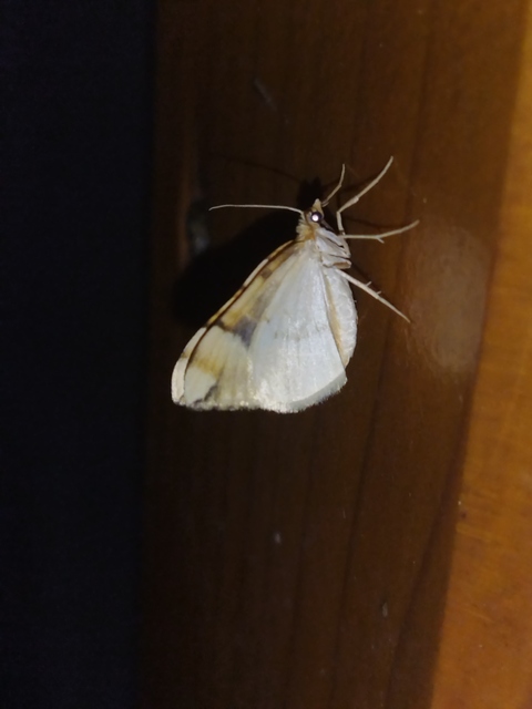 Cidaria fulvata - rózsaaraszoló