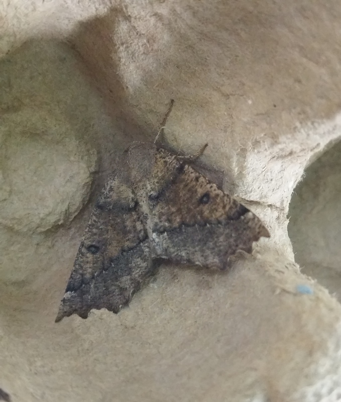Odontopera bidentata - barna csipkésaraszoló