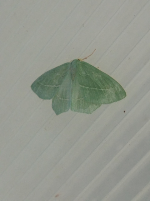 Hemistola chrysoprasaria - kékes zöldaraszoló