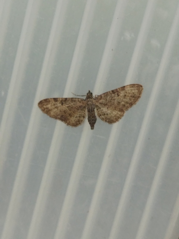 Eupithecia lariciata - vörösfenyő-törpearaszoló