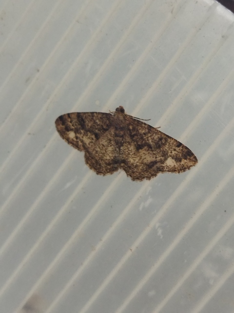 Parectropis similaria - barna zuzmóaraszoló