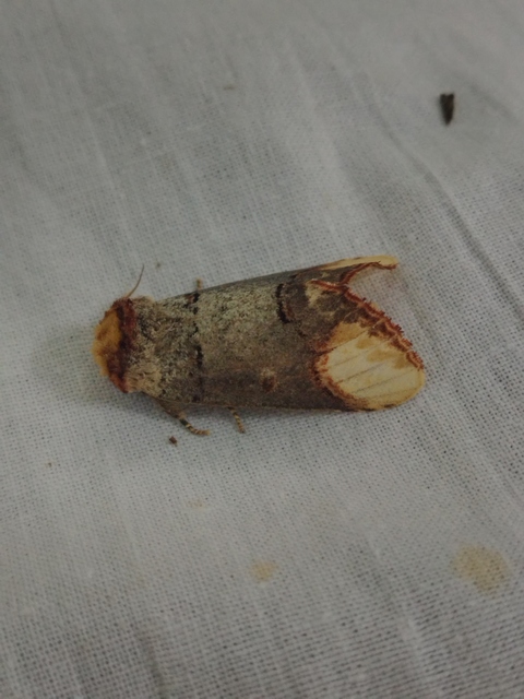 Phalera bucephala - sárgafoltos púposszövő