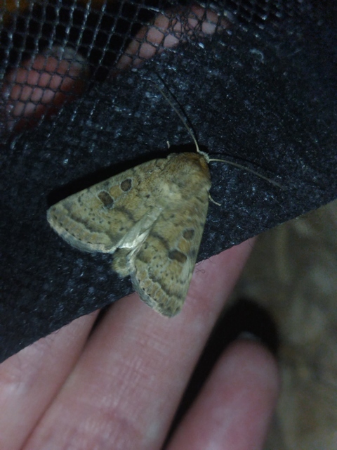 Hoplodrina octogenaria - barna selymesbagoly