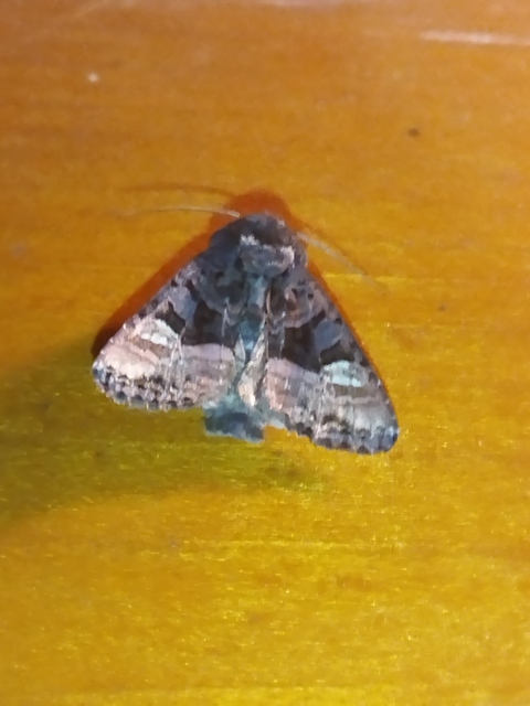 Euplexia lucipara - szeder-csipkésbagoly