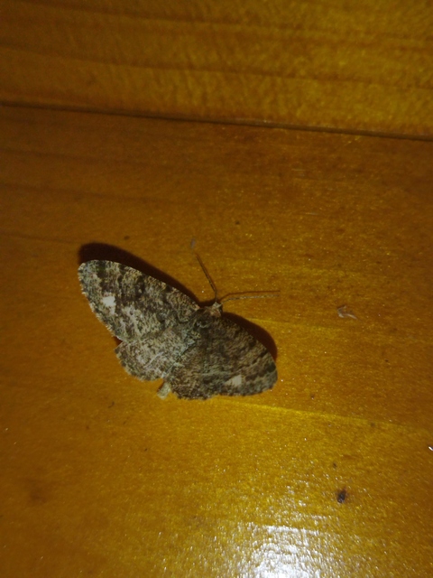 Parectropis similaria - barna zuzmóaraszoló