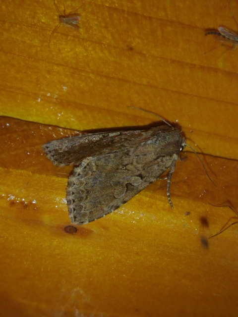 Apterogenum ypsillon - ipszilon-erdeibagoly