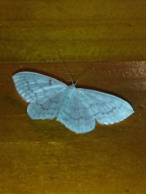 Scopula floslactata - tejfehér sávosaraszoló