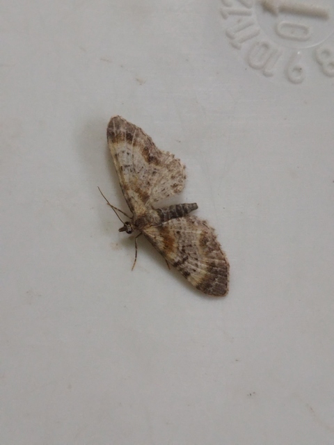 Eupithecia pyreneata - vörössávos törpearaszoló