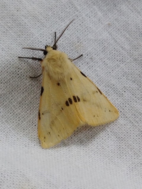 Spilarctia lutea - sárgás medvelepke
