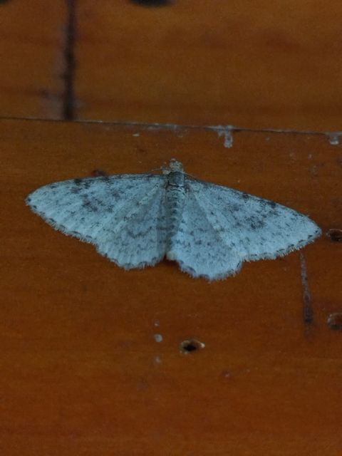 Hydrelia sylvata - havasi lápiaraszoló