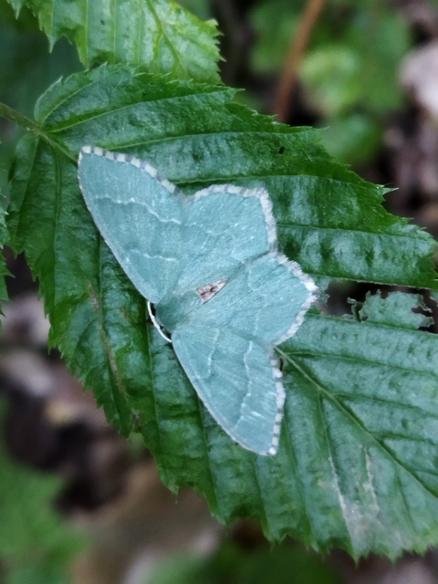 Hemithea aestivaria - nyír-zöldaraszoló