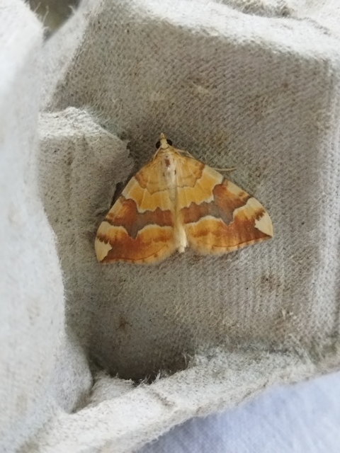 Cidaria fulvata - rózsaaraszoló
