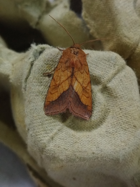 Pyrrhia umbra - iglicebagoly