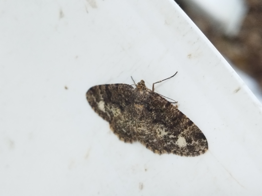 Parectropis similaria - barna zuzmóaraszoló