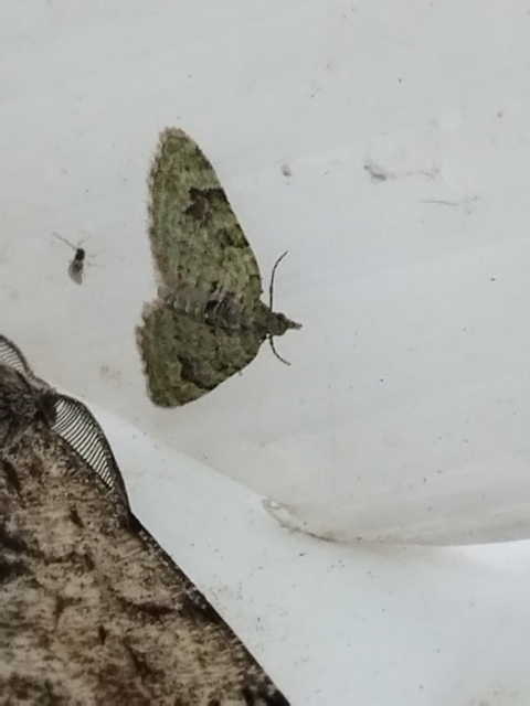 Chloroclystis v-ata - zöldes törpearaszoló