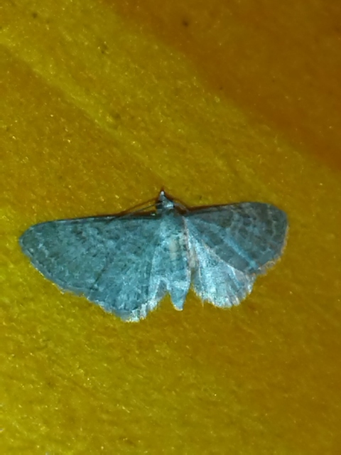 Eupithecia haworthiata - rozsdástestű törpearaszoló