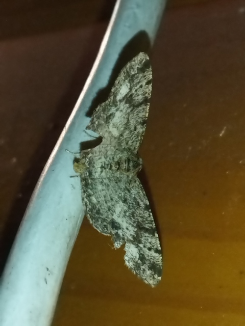 Parectropis similaria - barna zuzmóaraszoló