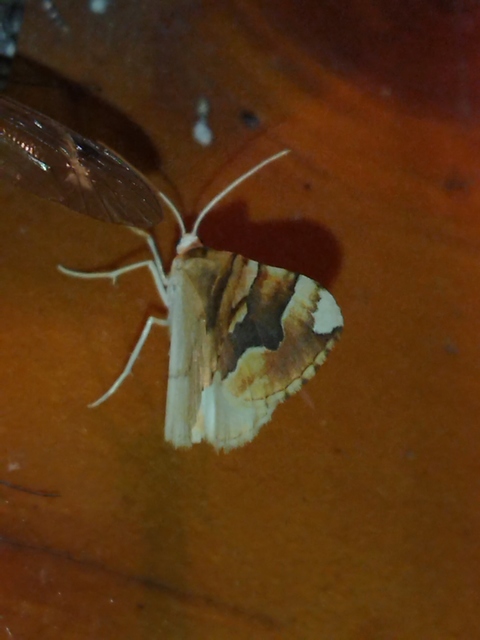 Cidaria fulvata - rózsaaraszoló