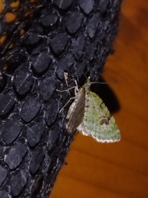 Chloroclystis v-ata - zöldes törpearaszoló