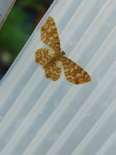 Hydrelia flammeolaria - narancssárga araszoló