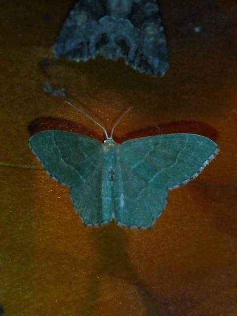 Hemithea aestivaria - nyír-zöldaraszoló