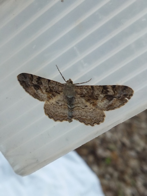 Alcis repandata - foltos faaraszoló