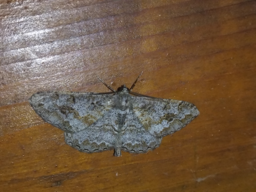 Alcis repandata - foltos faaraszoló