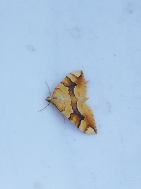 rózsaaraszoló - Cidaria fulvata