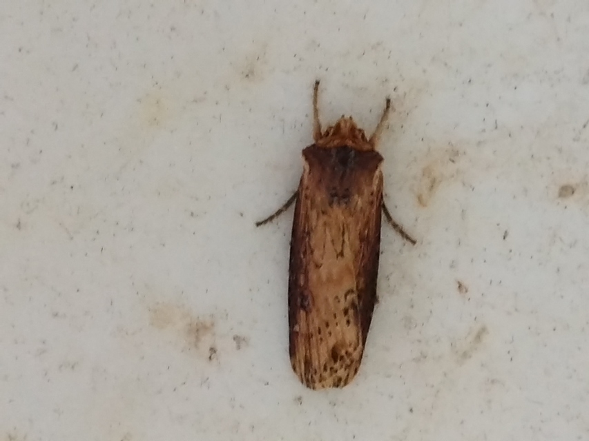 vonalkás földibagoly - Axylia putris