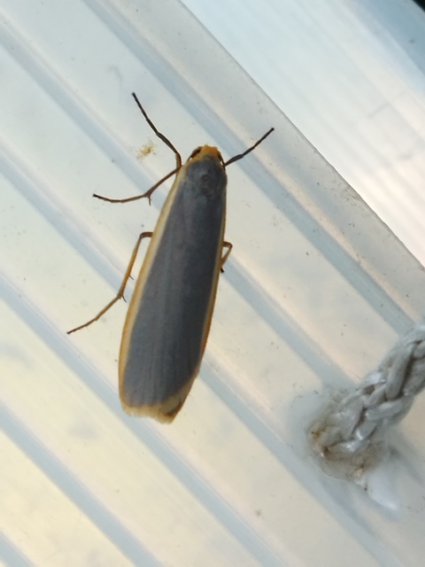 fakó zuzmószövő - Eilema lurideola