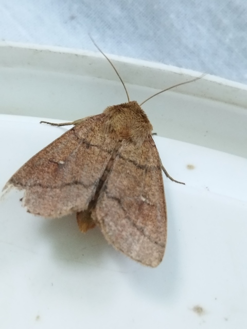 félholdas rétibagoly - Mythimna turca