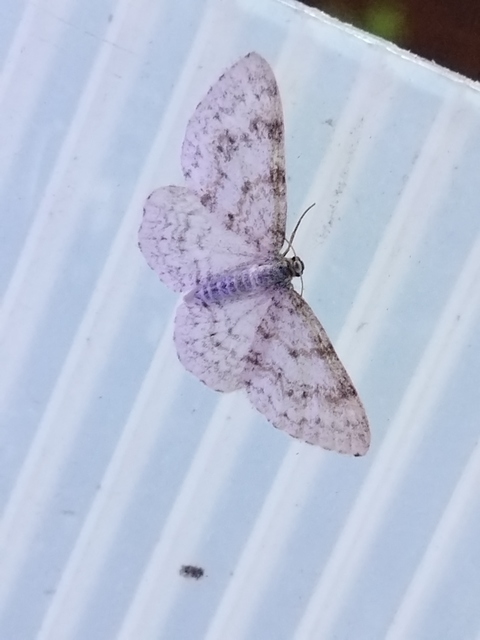 havasi lápiaraszoló - Hydrelia sylvata