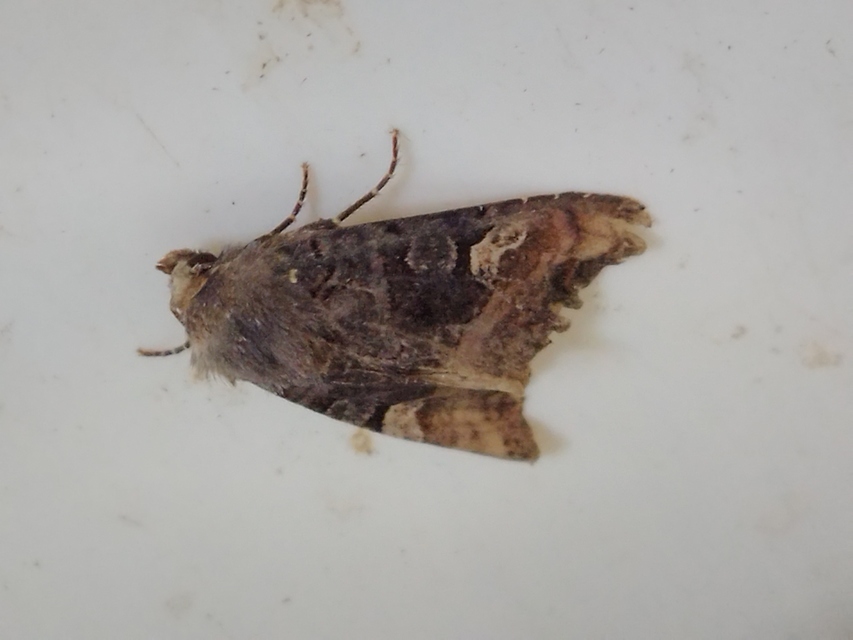 szeder-csipkésbagoly - Euplexia lucipara