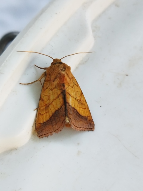 iglicebagoly - Pyrrhia umbra