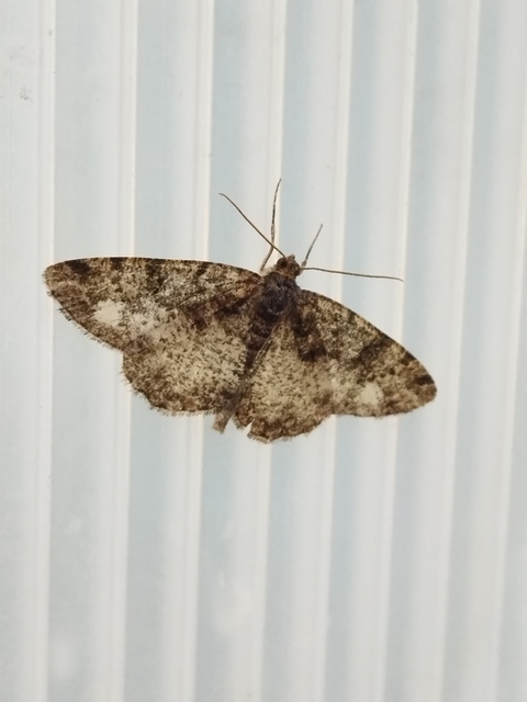 barna zuzmóaraszoló - Parectropis similaria