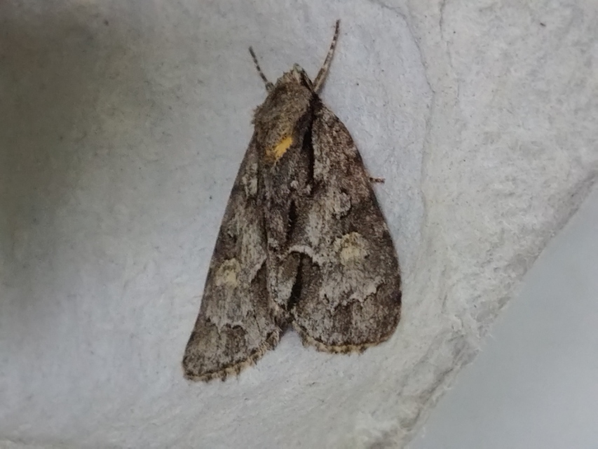 kis szigonyosbagoly - Acronicta strigosa