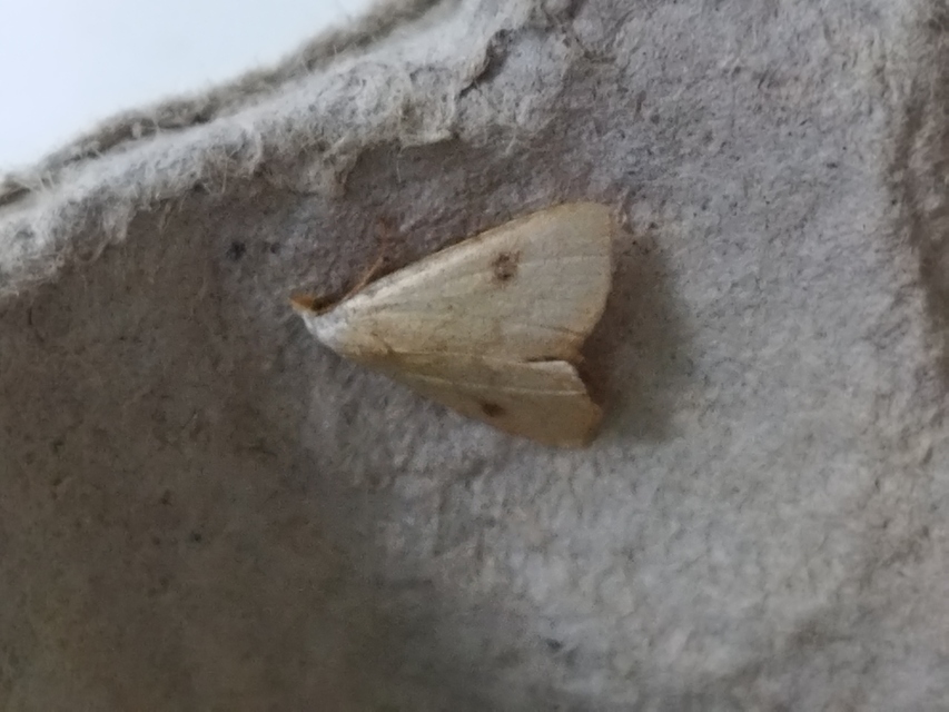 selymes lórombagoly - Rivula sericealis