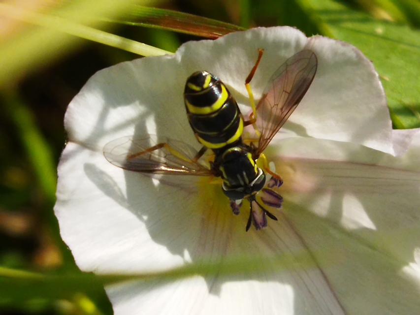 Chrysotoxum bicinctum - kétpántos öveslégy