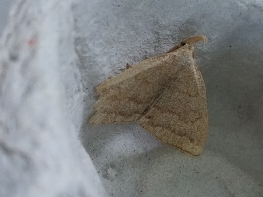 hosszúcsápú karcsúbagoly - Pechipogo strigilata